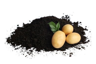 Photo of Fresh raw potatoes and soil isolated on white