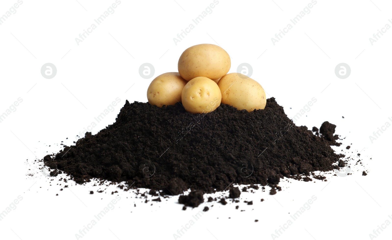 Photo of Fresh raw potatoes and soil isolated on white