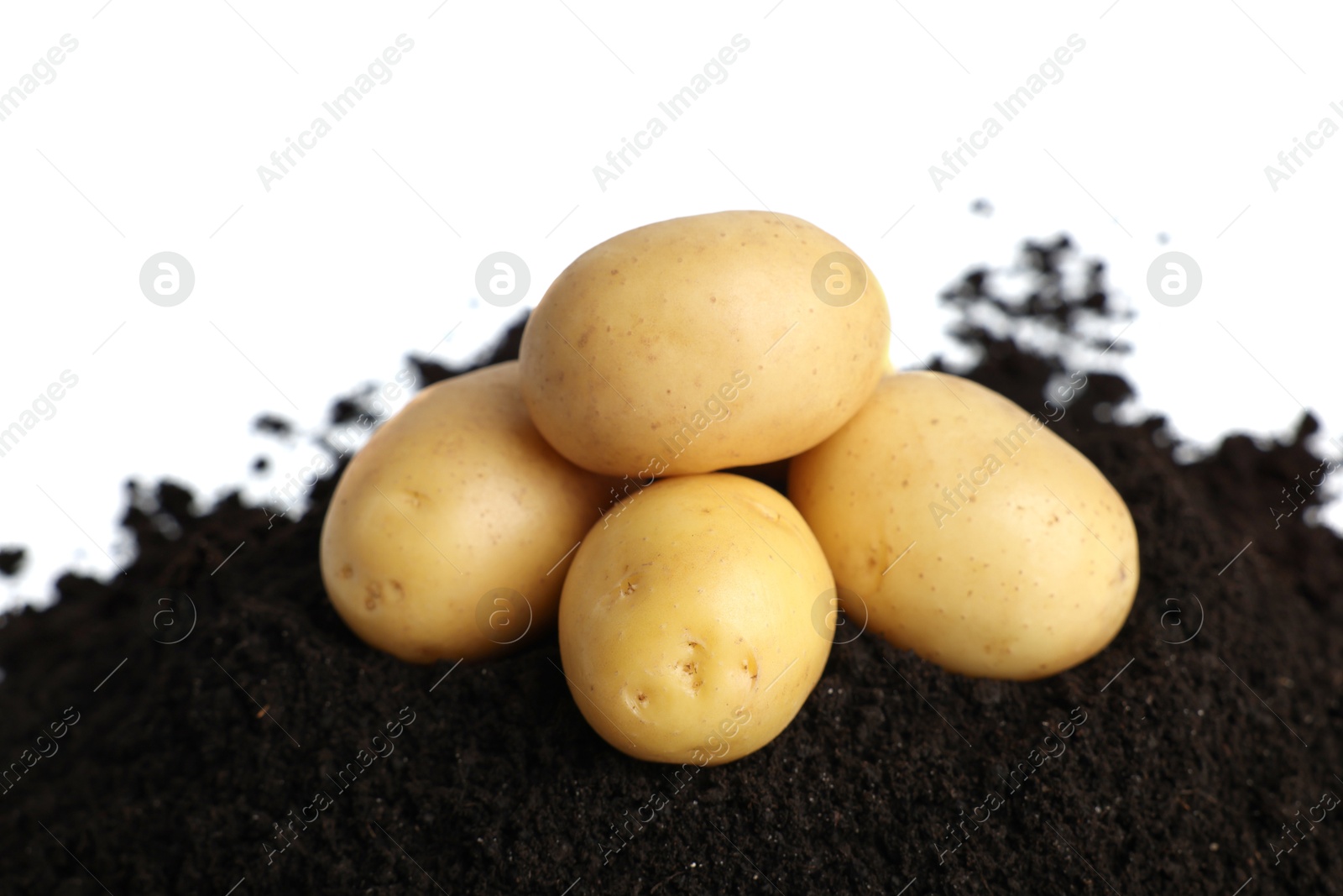 Photo of Fresh raw potatoes and soil isolated on white