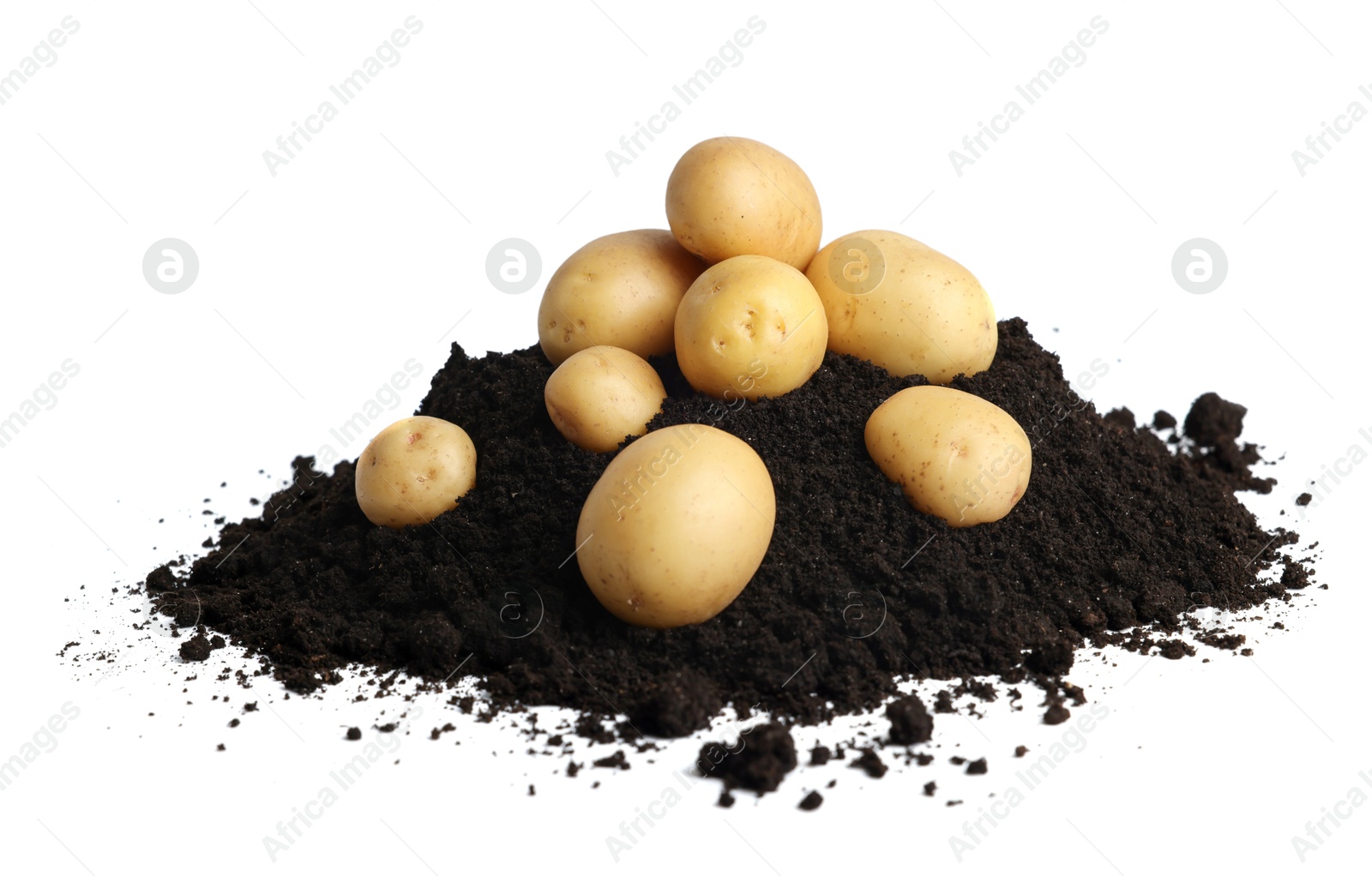 Photo of Fresh raw potatoes and soil isolated on white