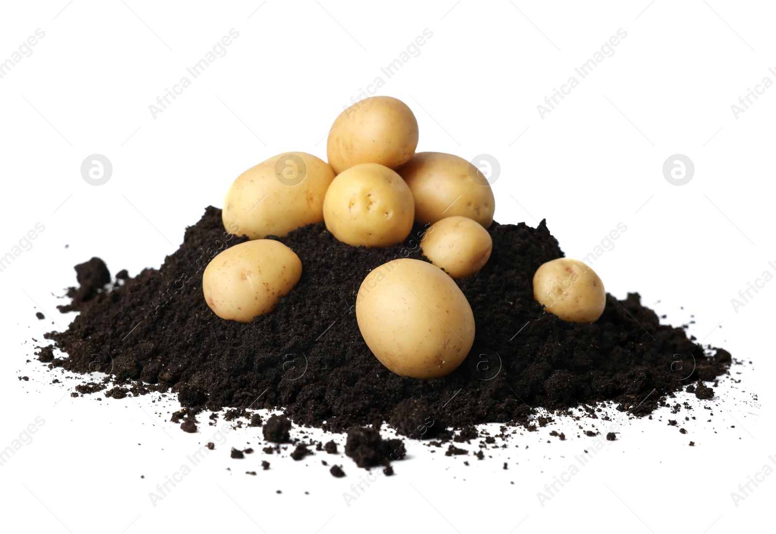 Photo of Fresh raw potatoes and soil isolated on white