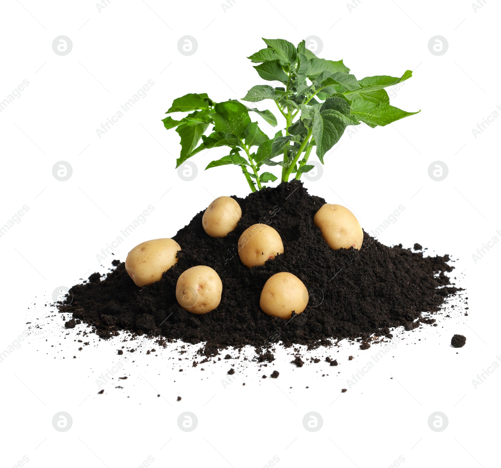 Photo of Potato plant with tubers and soil isolated on white