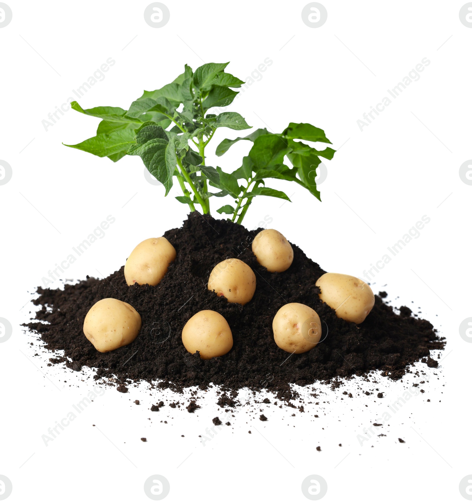 Photo of Potato plant with tubers and soil isolated on white