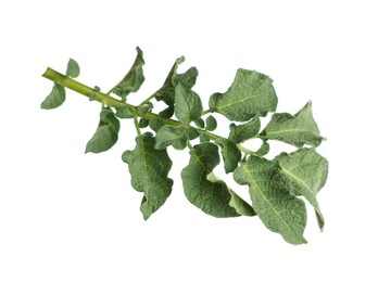 Green potato plant leaves isolated on white