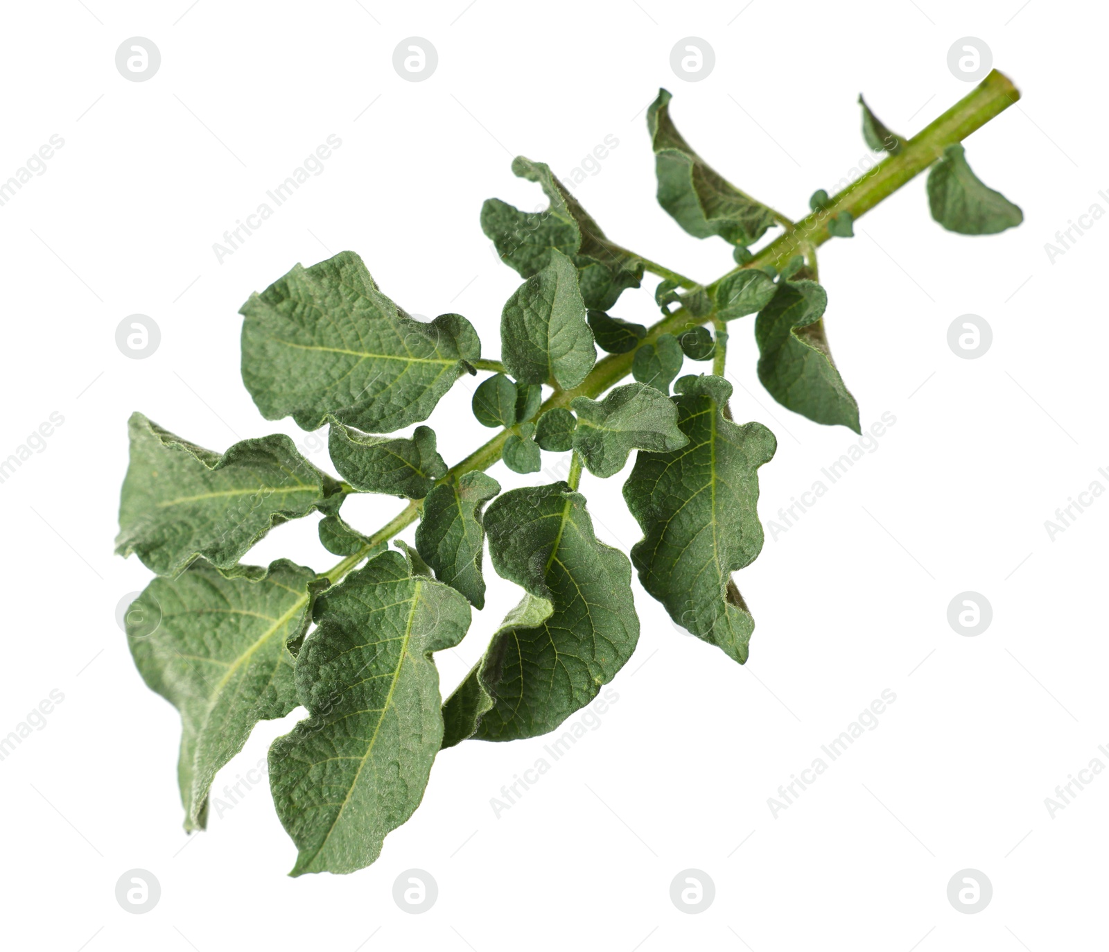 Photo of Green potato plant leaves isolated on white