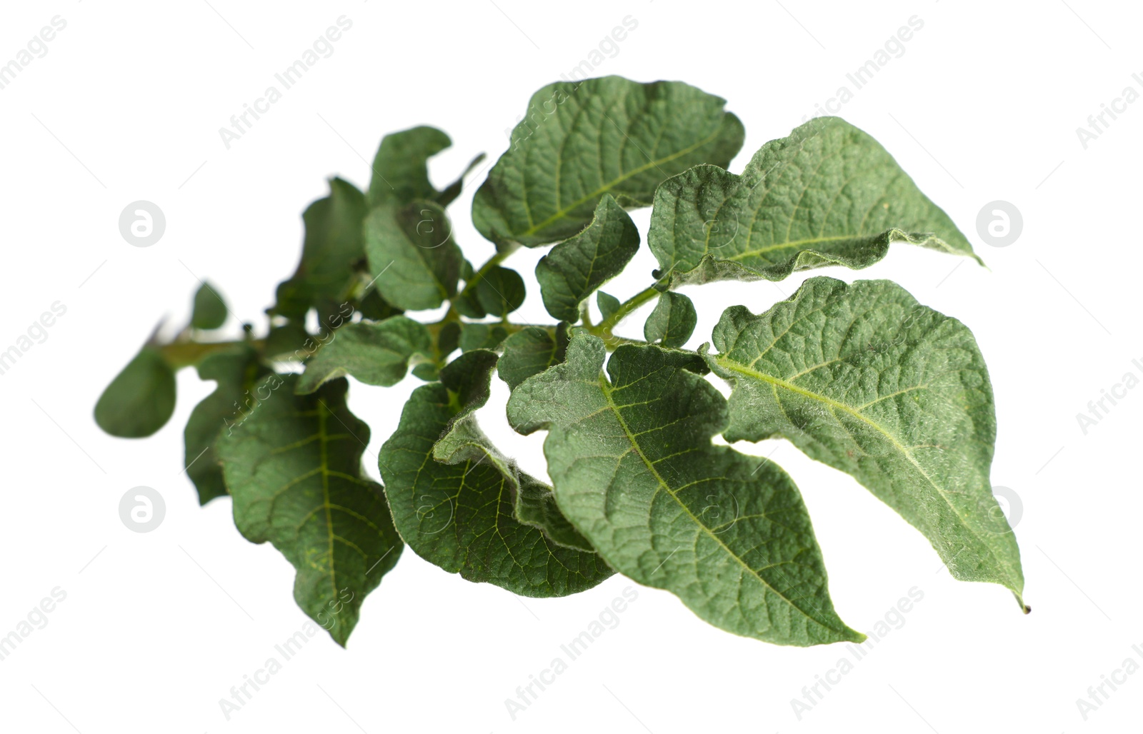 Photo of Green potato plant leaves isolated on white