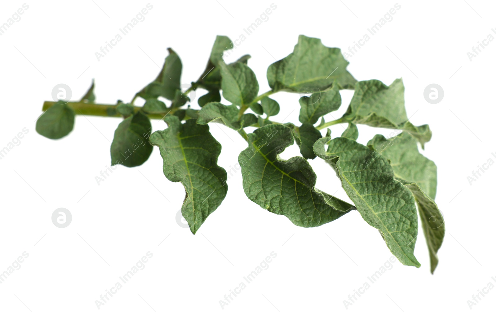 Photo of Green potato plant leaves isolated on white