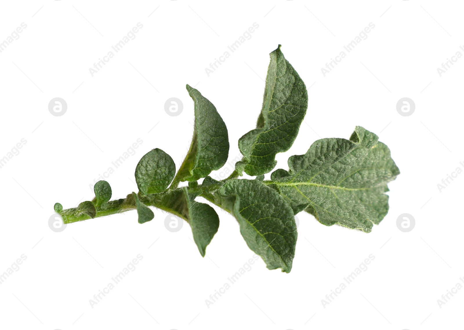 Photo of Green potato plant leaves isolated on white