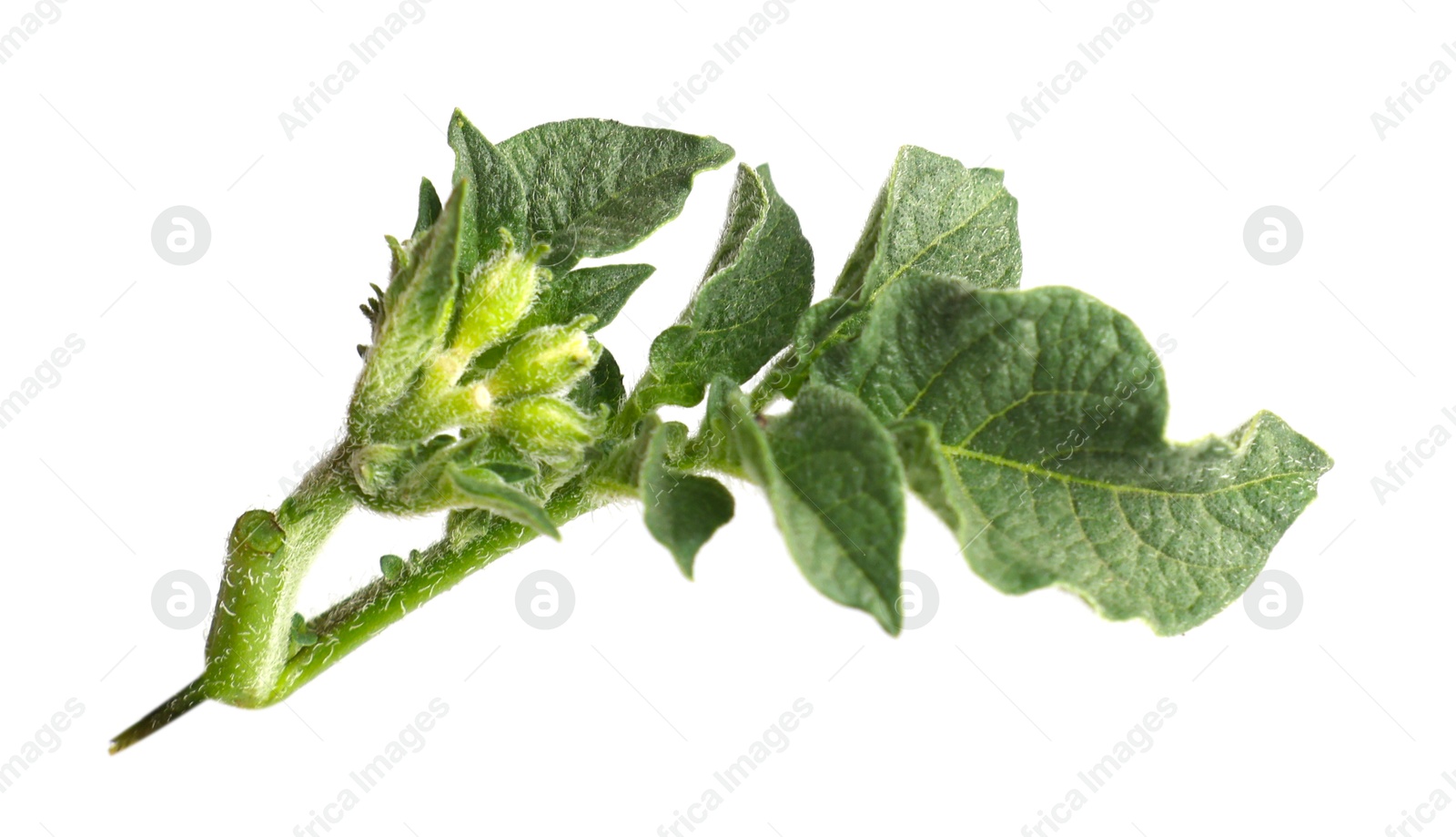 Photo of Green potato plant leaves isolated on white