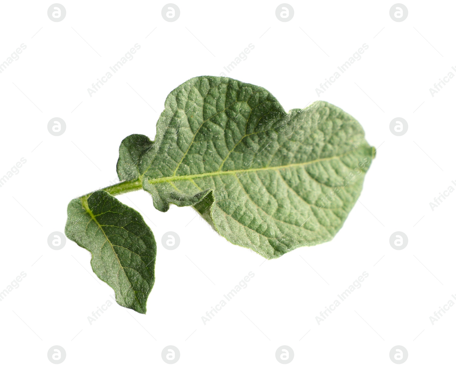 Photo of Green potato plant leaves isolated on white