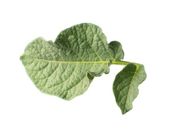 Photo of Green potato plant leaves isolated on white