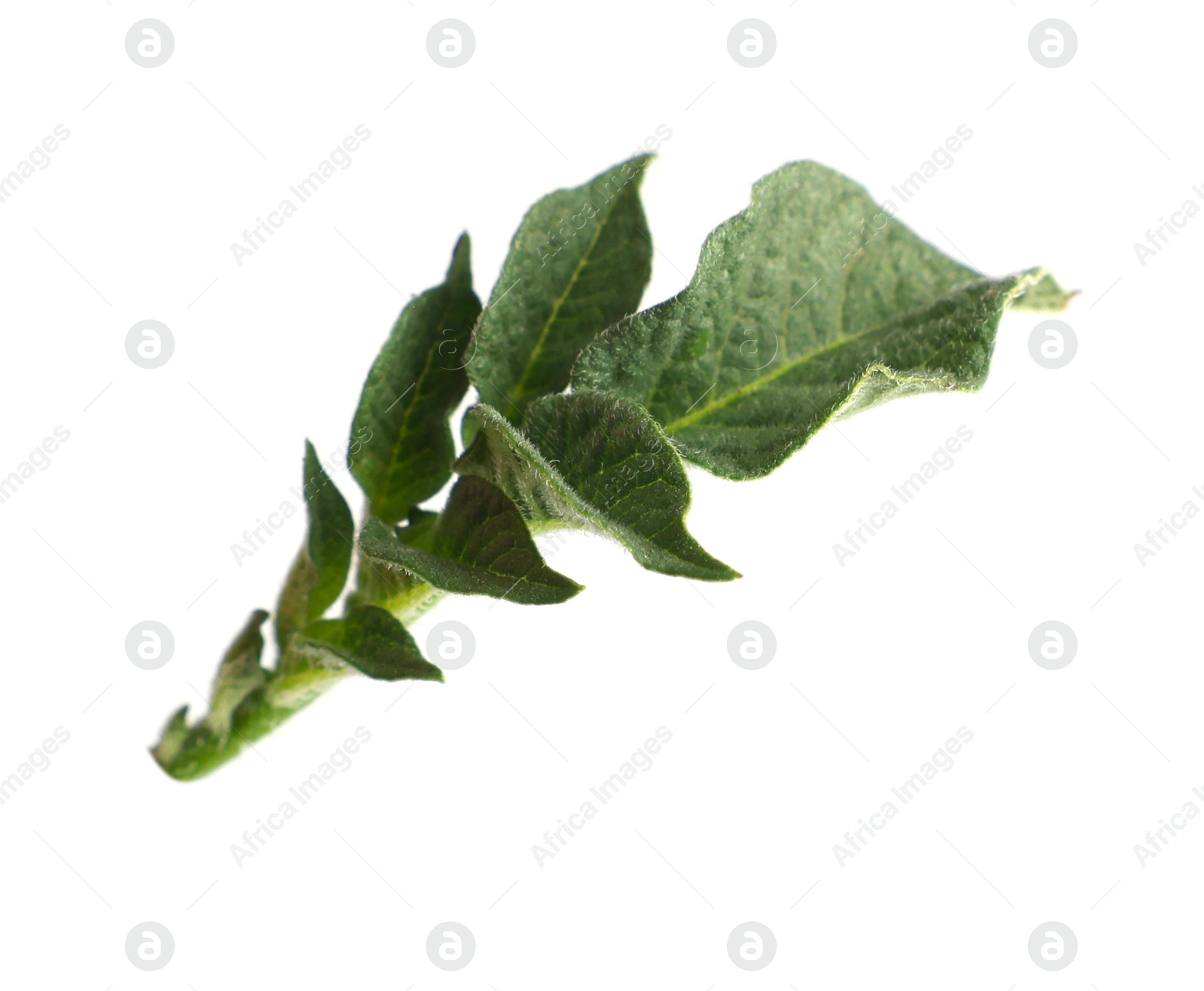 Photo of Green potato plant leaves isolated on white