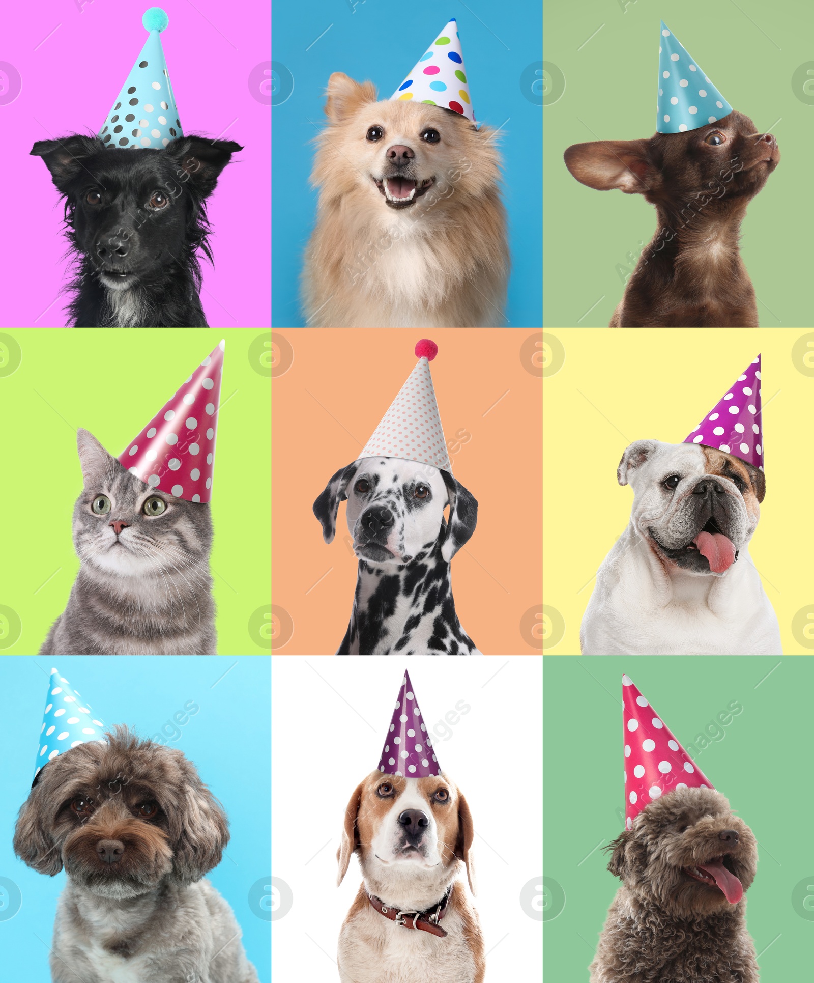 Image of Cute birthday dogs in party hats on different color backgrounds, collage of portraits