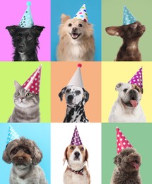 Cute birthday dogs in party hats on different color backgrounds, collage of portraits