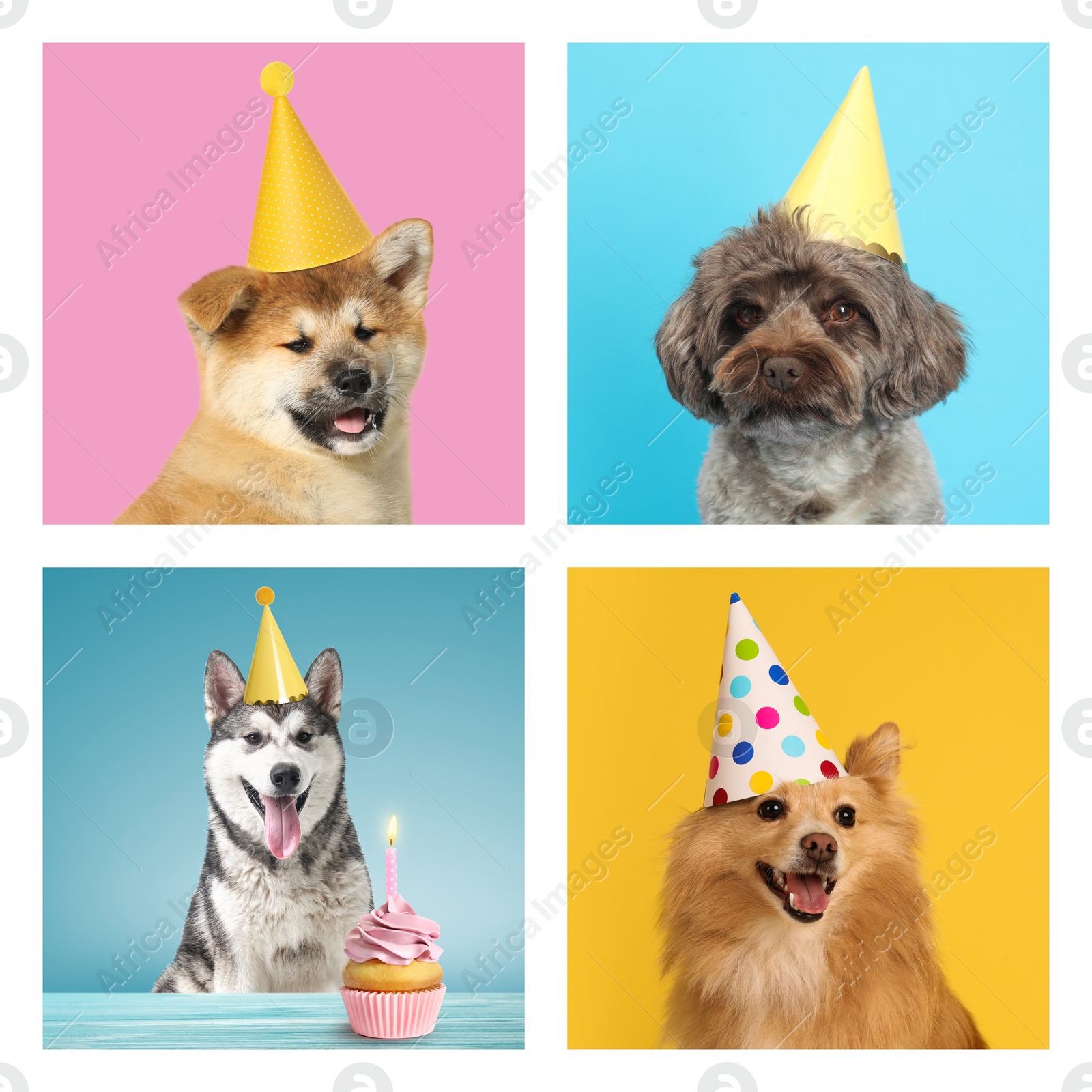 Image of Cute birthday dogs in party hats on different color backgrounds, collage of portraits