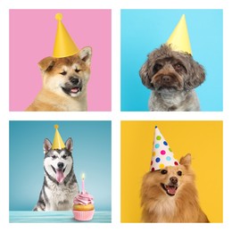 Cute birthday dogs in party hats on different color backgrounds, collage of portraits