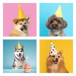 Image of Cute birthday dogs in party hats on different color backgrounds, collage of portraits