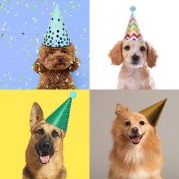 Cute birthday dogs in party hats on different color backgrounds, collage of portraits