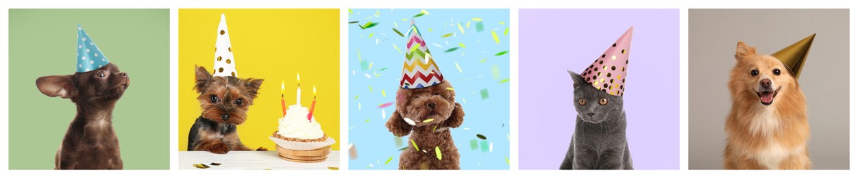 Adorable birthday cat and dogs in party hats on different color backgrounds, collage of portraits
