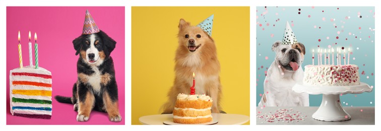 Cute birthday dogs in party hats on different color backgrounds, collage of portraits