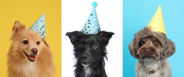 Cute birthday dogs in party hats on different color backgrounds, collage of portraits