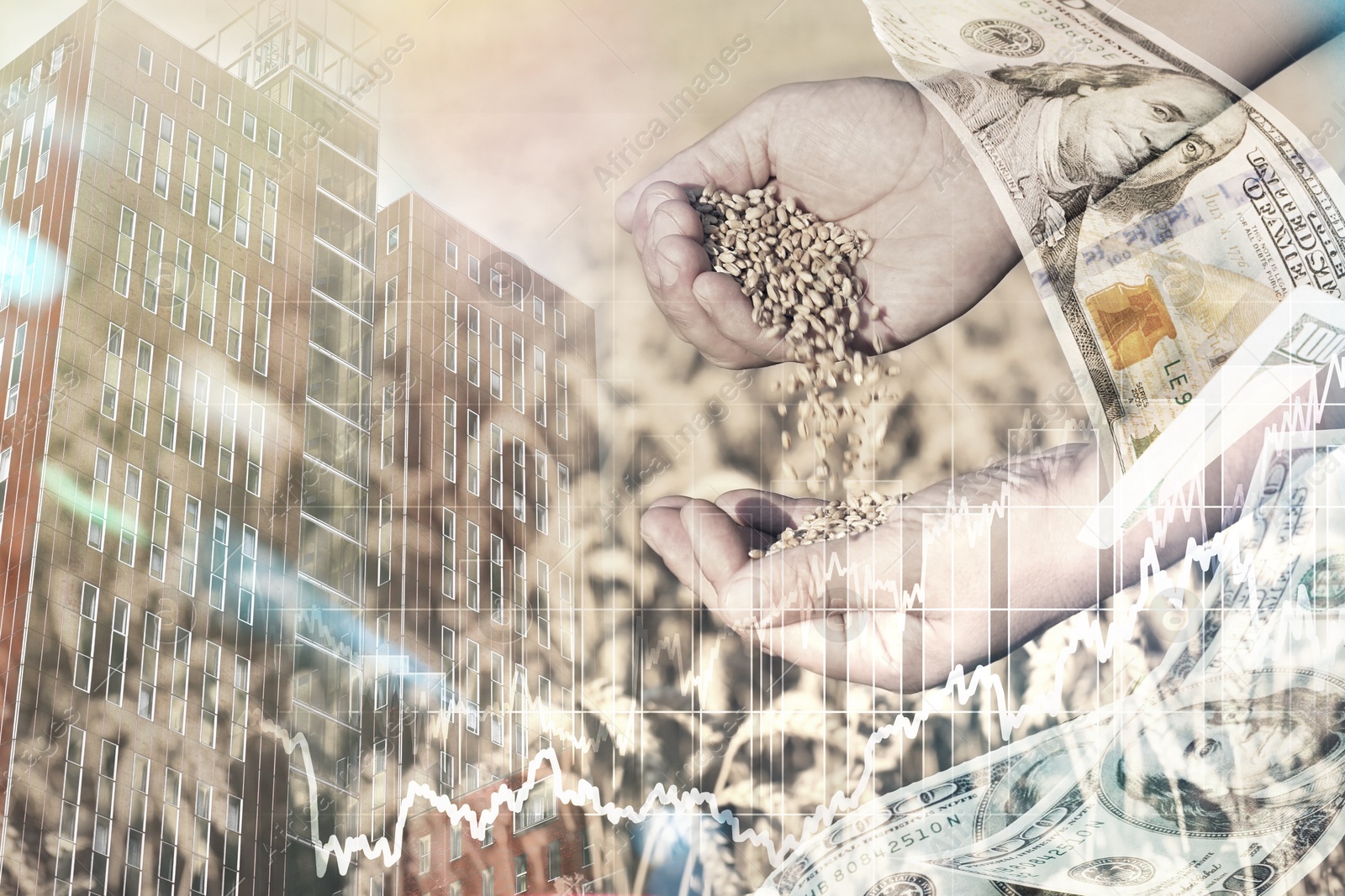 Image of Global grain crisis. Farmer with wheat seeds, dollar bills, office building and graph, multiple exposure