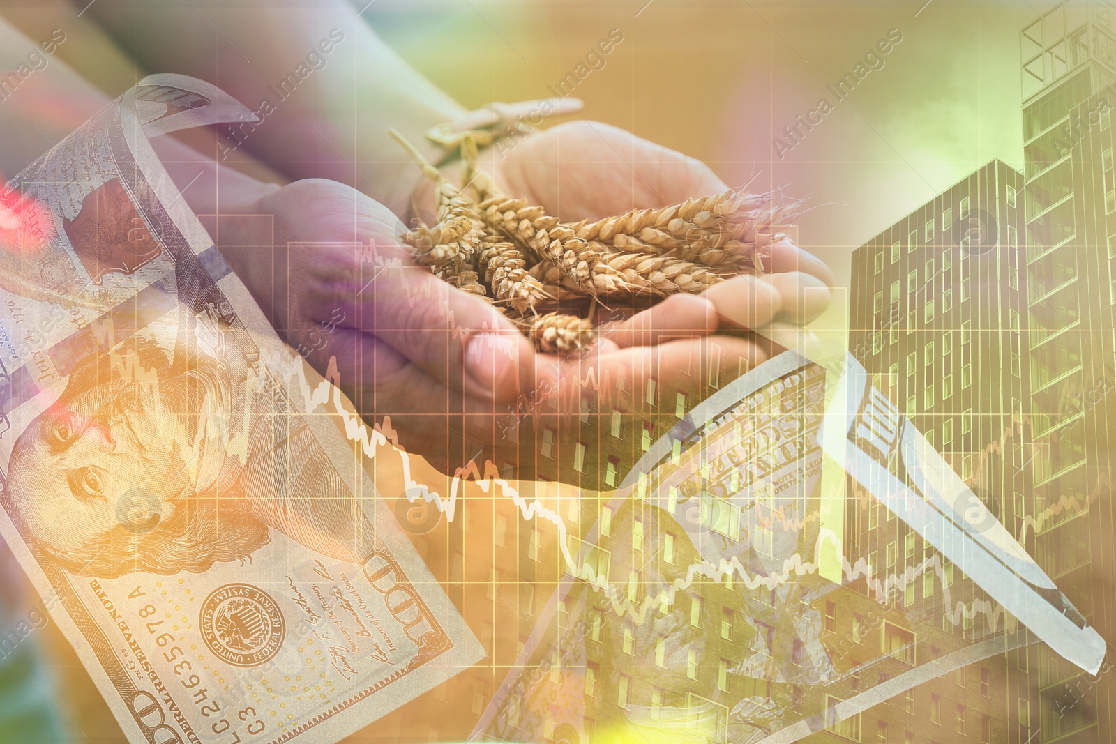 Image of Global grain crisis. Farmer with ears of wheat, dollar bills, office building and graph, multiple exposure