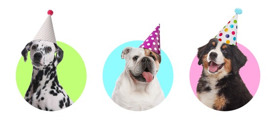 Cute birthday dogs in party hats on white background, collage of portraits