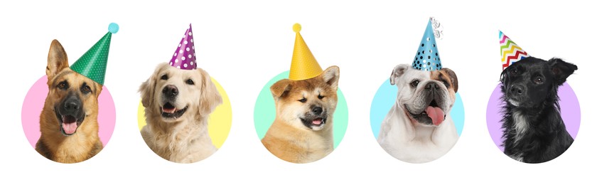 Cute birthday dogs in party hats on white background, collage of portraits