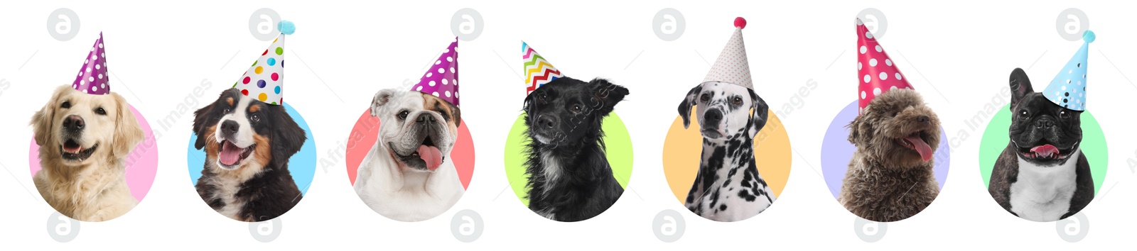 Image of Cute birthday dogs in party hats on white background, collage of portraits