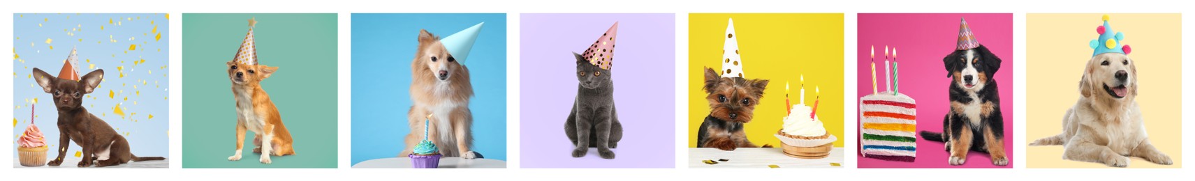 Adorable birthday cat and dogs in party hats on different color backgrounds, collage of portraits