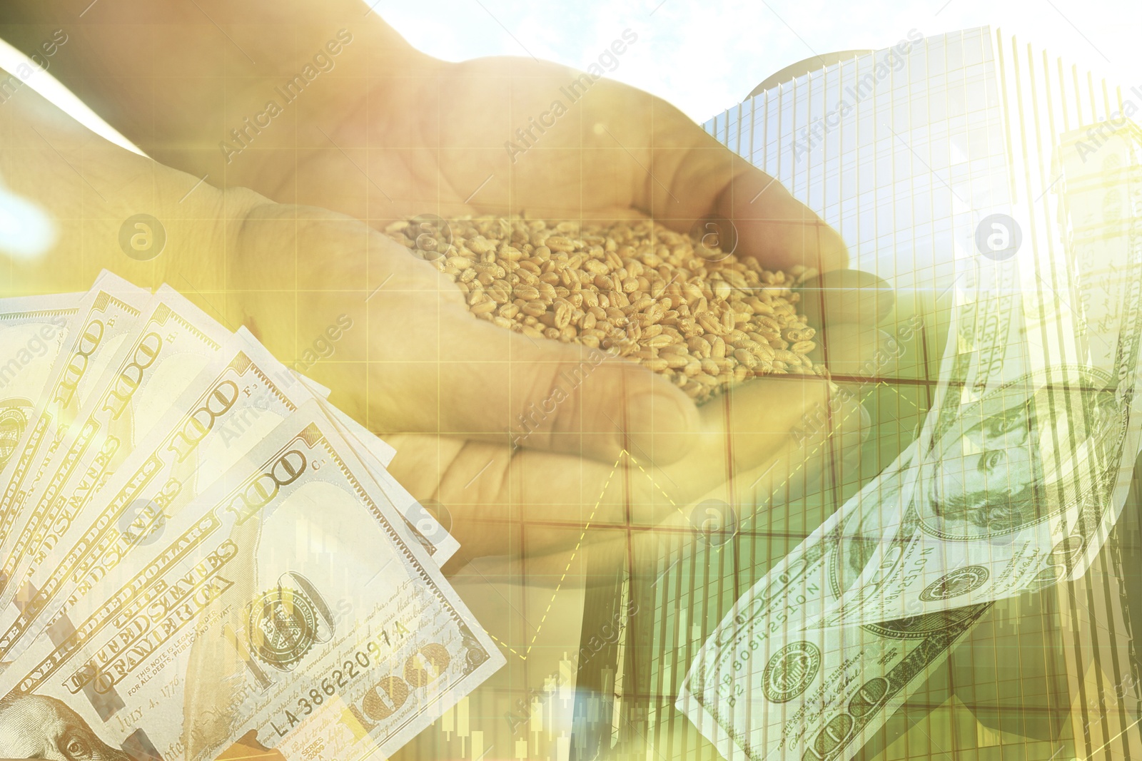 Image of Global grain crisis. Farmer with wheat seeds, dollar bills, office building and graph, multiple exposure