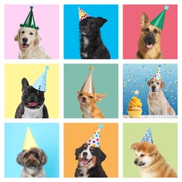 Cute birthday dogs in party hats on different color backgrounds, collage of portraits