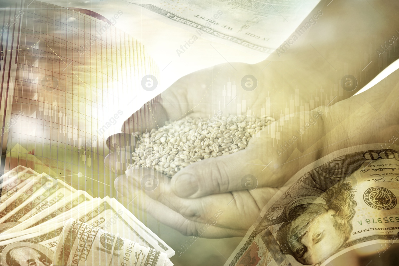 Image of Global grain crisis. Farmer with wheat seeds, dollar bills, office building and graph, multiple exposure