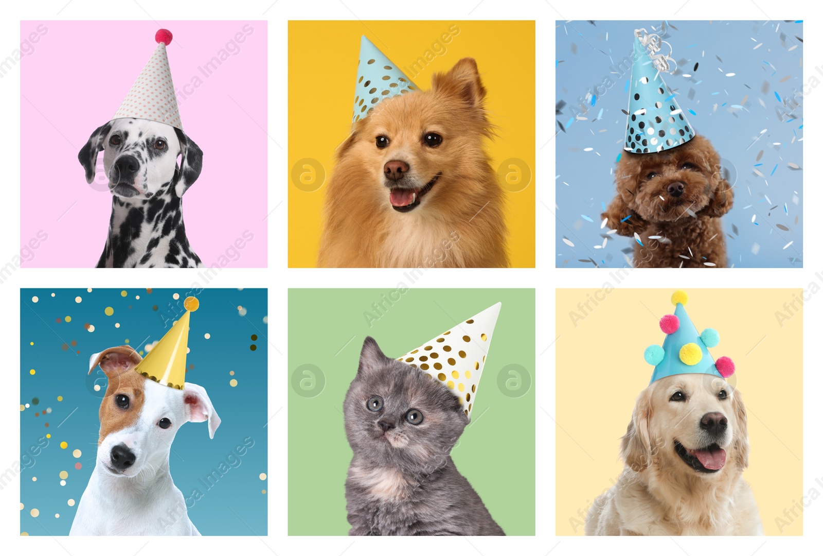 Image of Adorable birthday cat and dogs in party hats on different color backgrounds, collage of portraits