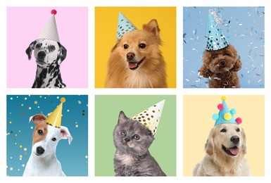 Adorable birthday cat and dogs in party hats on different color backgrounds, collage of portraits