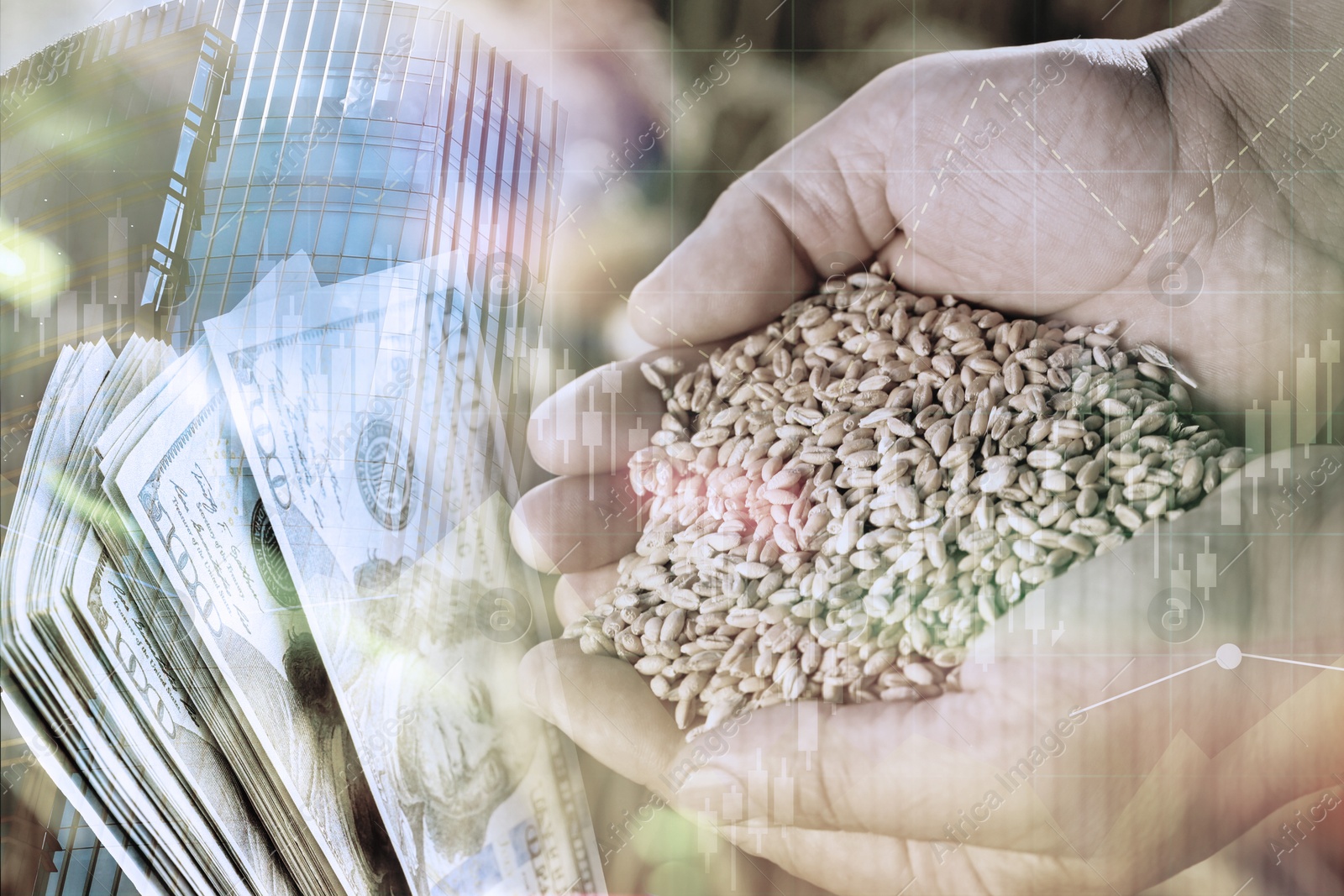 Image of Global grain crisis. Farmer with wheat seeds, dollar bills, office building and graph, multiple exposure