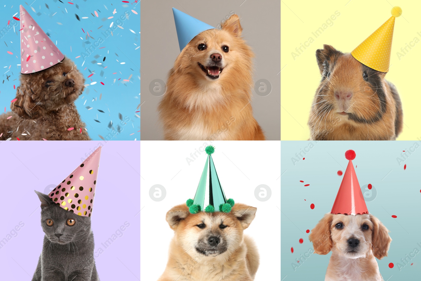 Image of Adorable birthday animals in party hats on different color backgrounds, collage of portraits