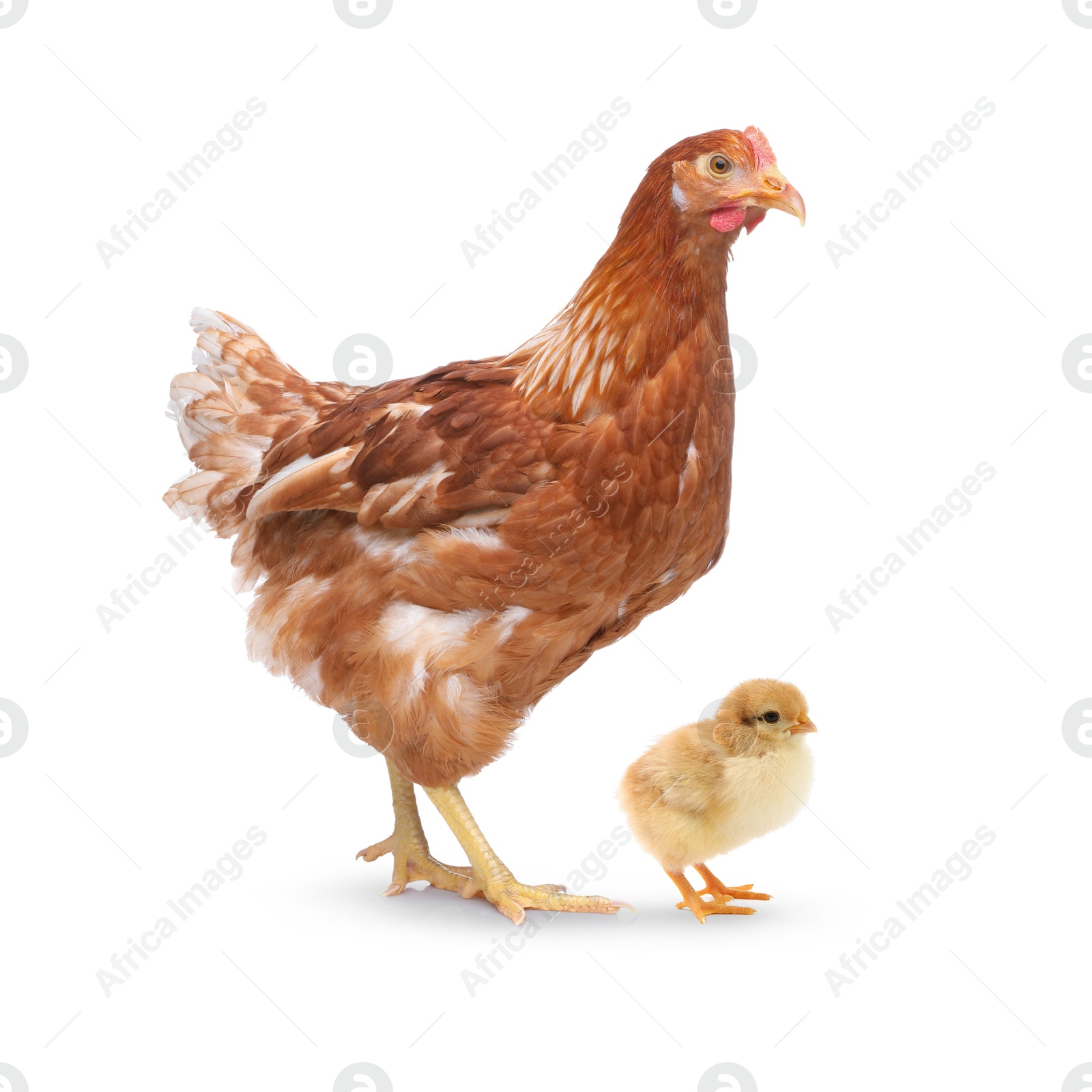 Image of Chicken with cute chick on white background