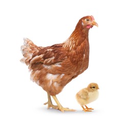 Chicken with cute chick on white background