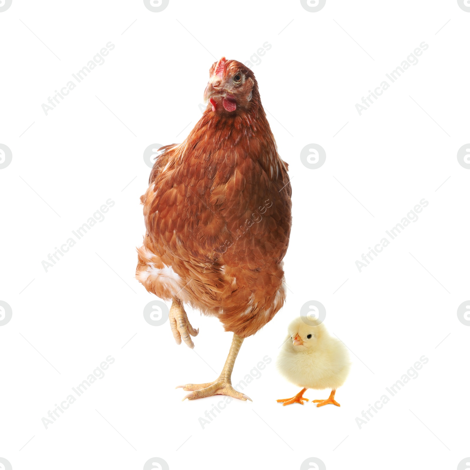 Image of Chicken with cute chick on white background