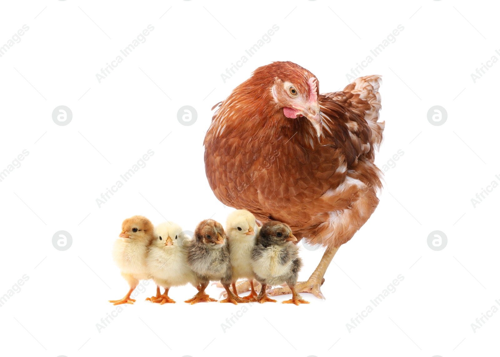 Image of Chicken with cute chicks on white background