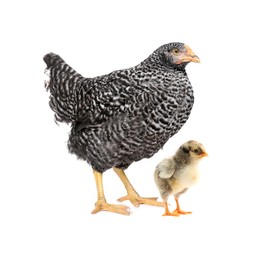 Chicken with cute chick on white background