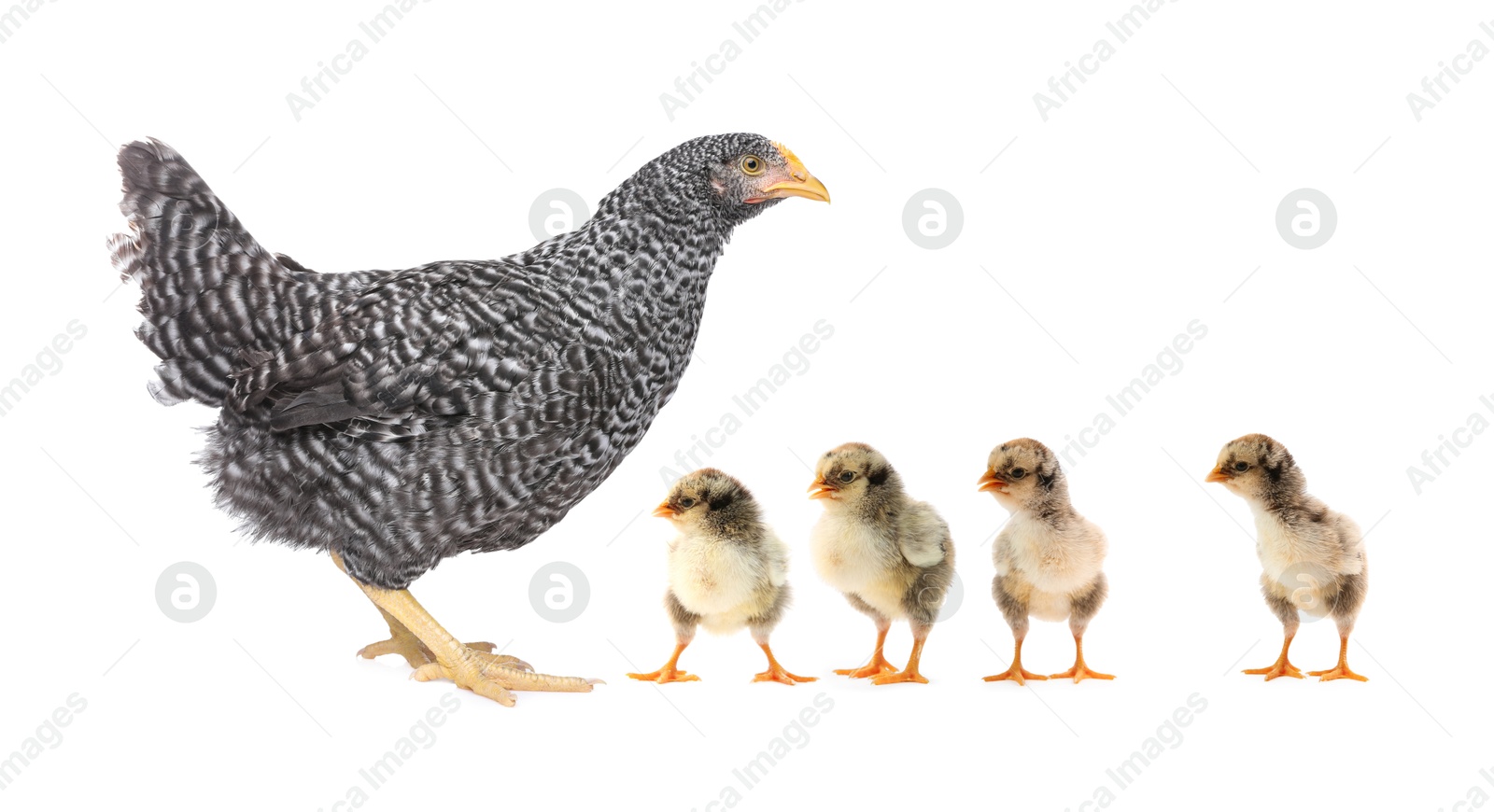 Image of Chicken with cute chicks on white background