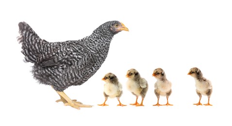 Chicken with cute chicks on white background