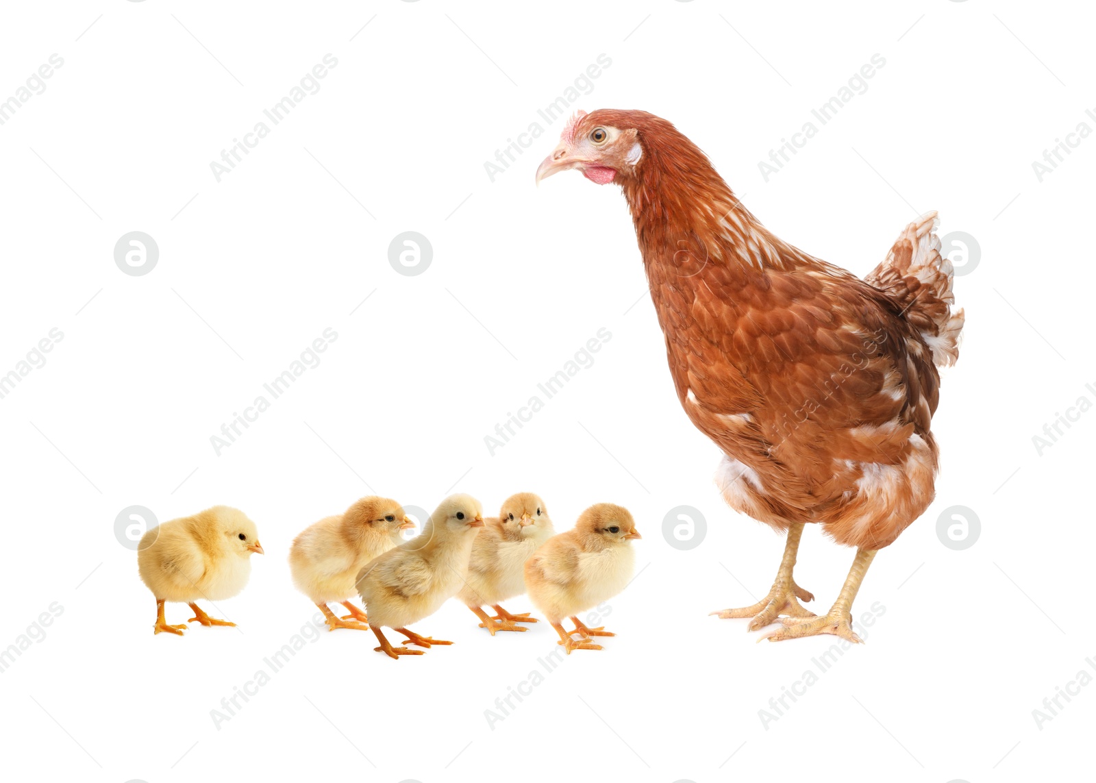 Image of Chicken with cute chicks on white background