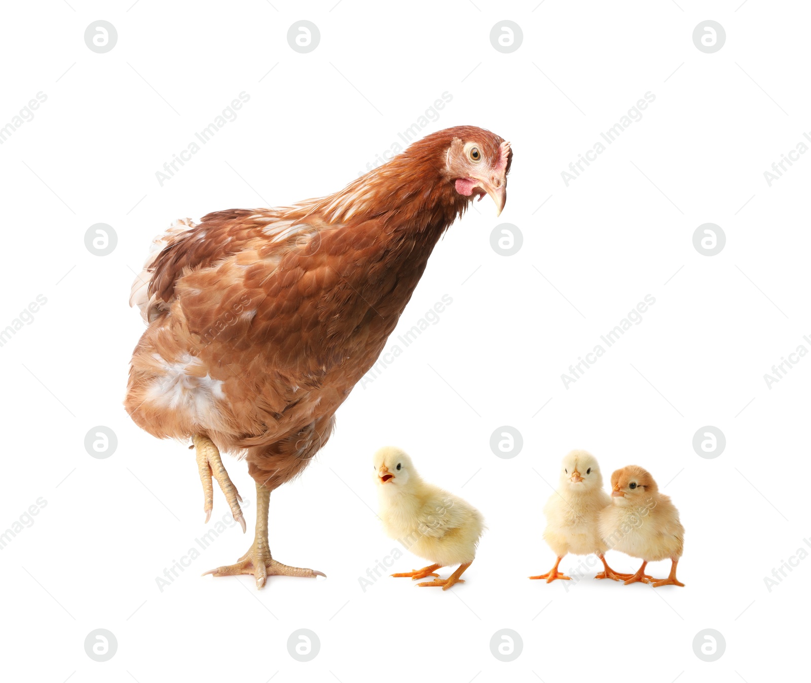 Image of Chicken with cute chicks on white background