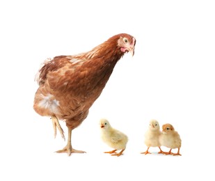 Image of Chicken with cute chicks on white background