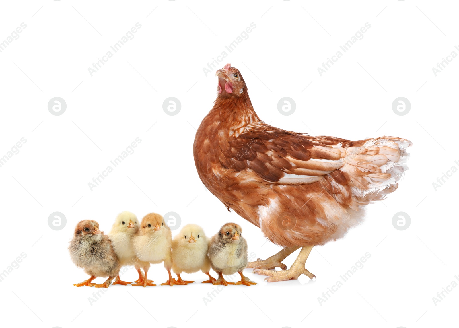 Image of Chicken with cute chicks on white background