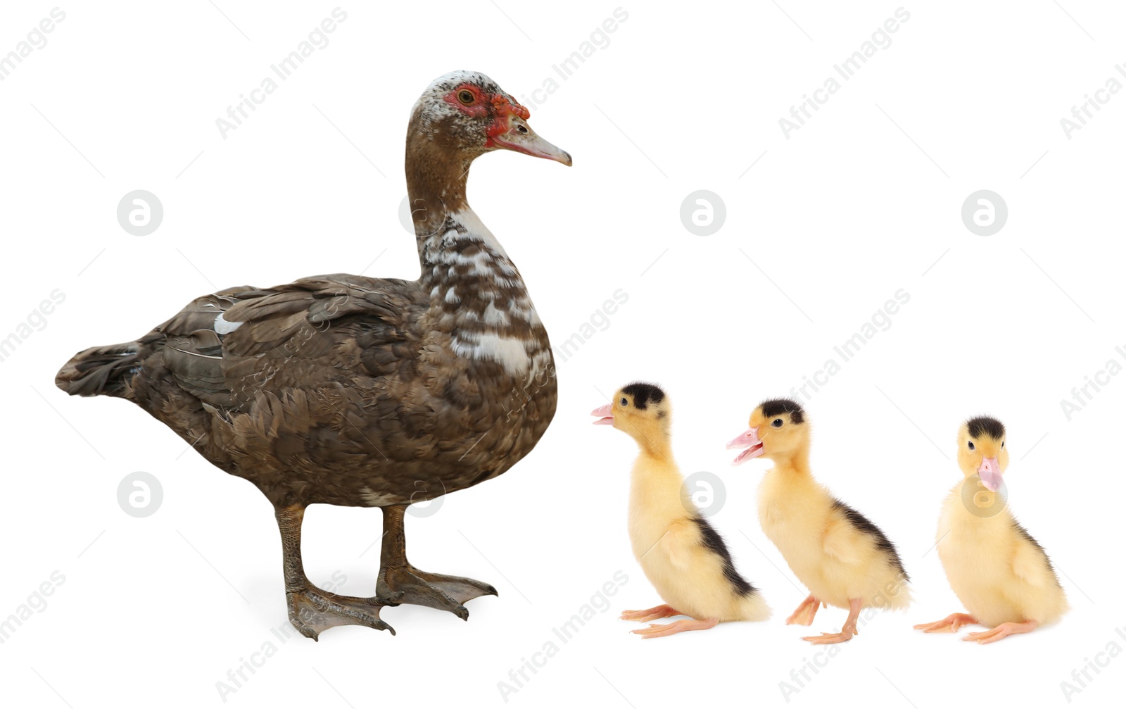 Image of Duck and small fluffy ducklings on white background